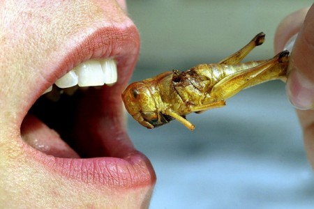 Ресторанный бизнес в мире: европейцы будут питаться насекомыми